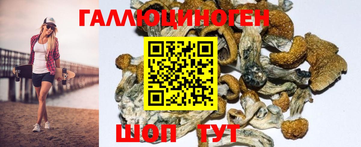 цена   Псилоцибиновые грибы Psilocybine cubensis  Вход с VPN  Ипатово 